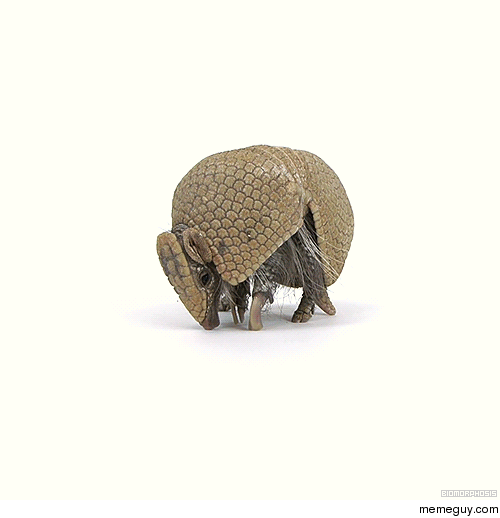 Armadillo