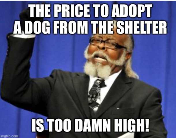  at my local shelter