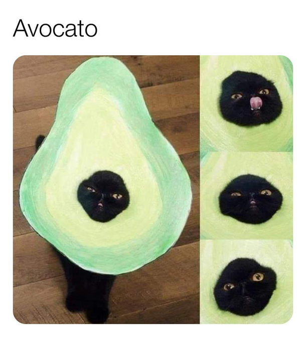 Avacado