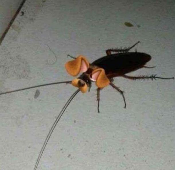 Aww
