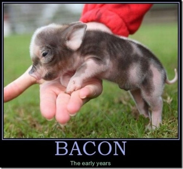 Bacon