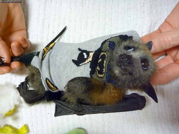 Batbat
