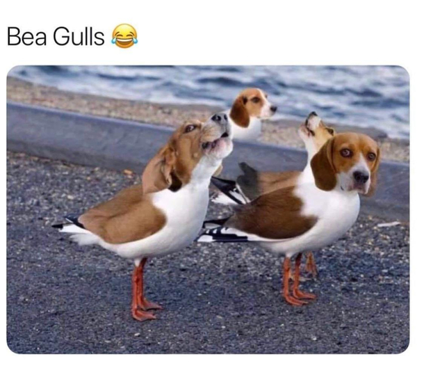 BeaGulls