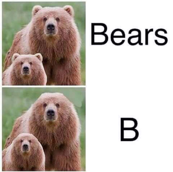 Bears