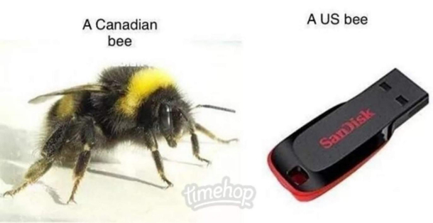 Bees