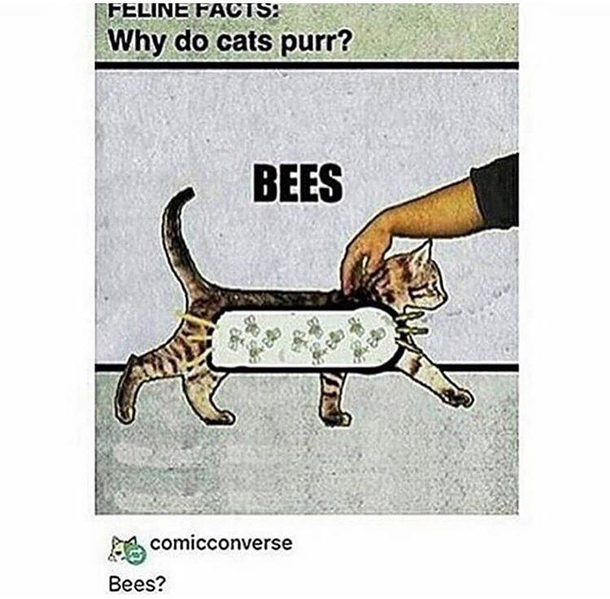 Bees