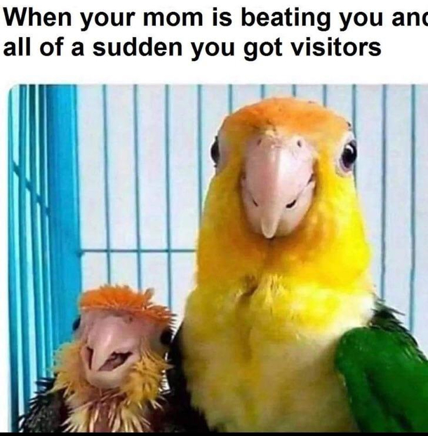 Bird
