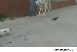 birdbirdbirdNAP