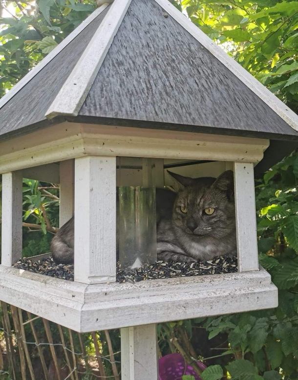 Birdhouse