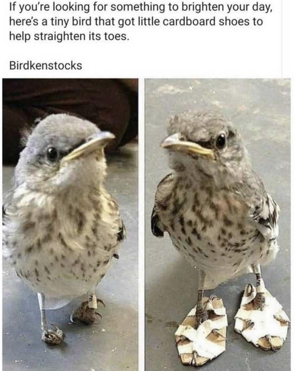 Birdkenstocks