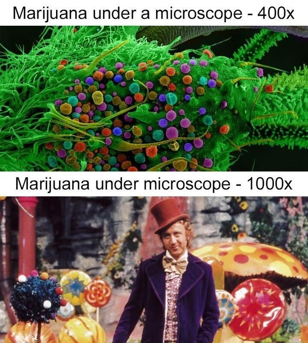  blaze it