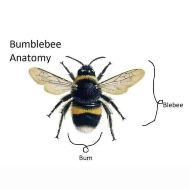 Bleeebeeee