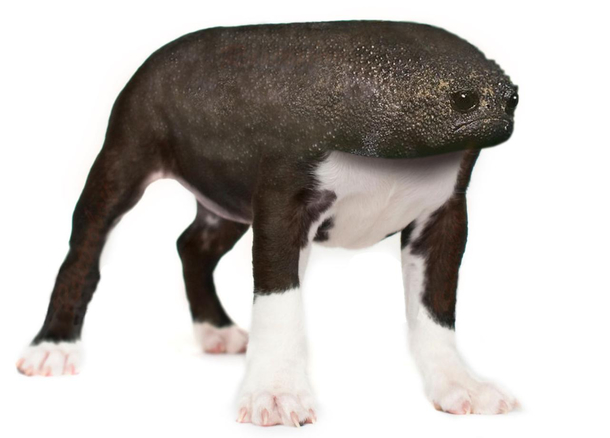 Bog
