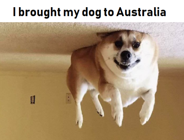 Bork