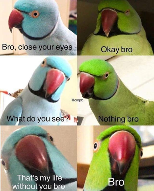 Bro