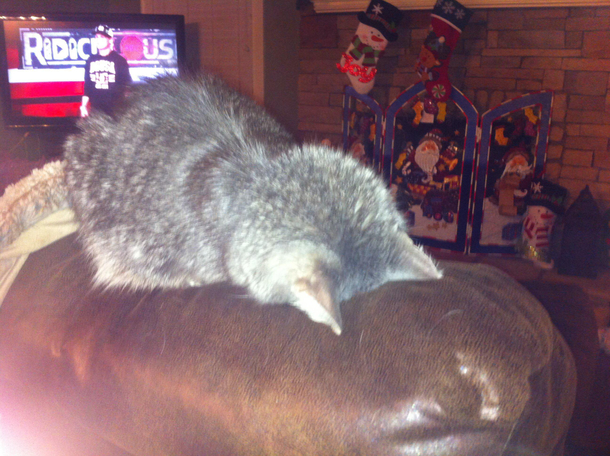  broke my buddys cat