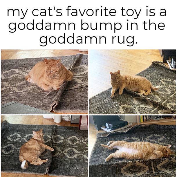  bucks on cat toys at the store and