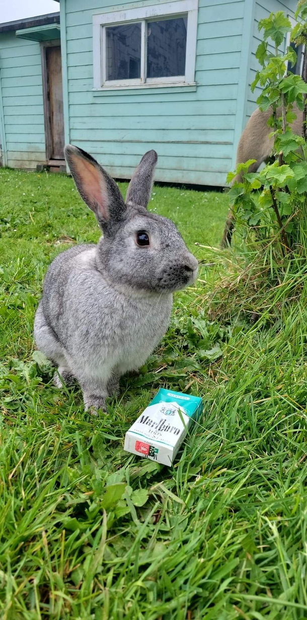  Busted in the bush with cigs