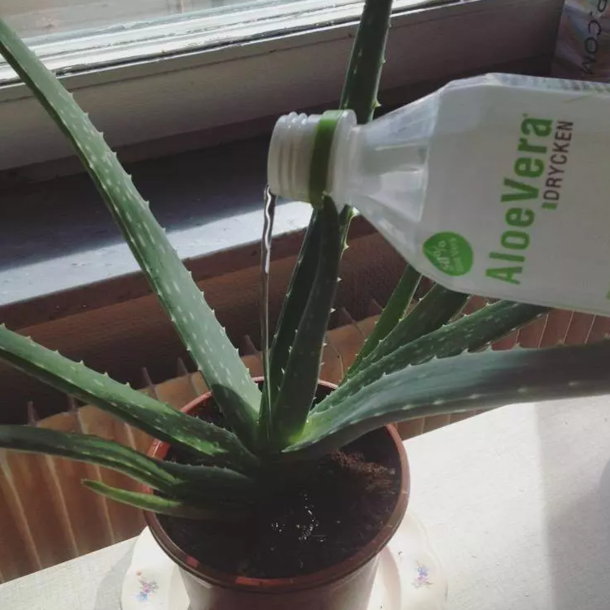 Cannibalism