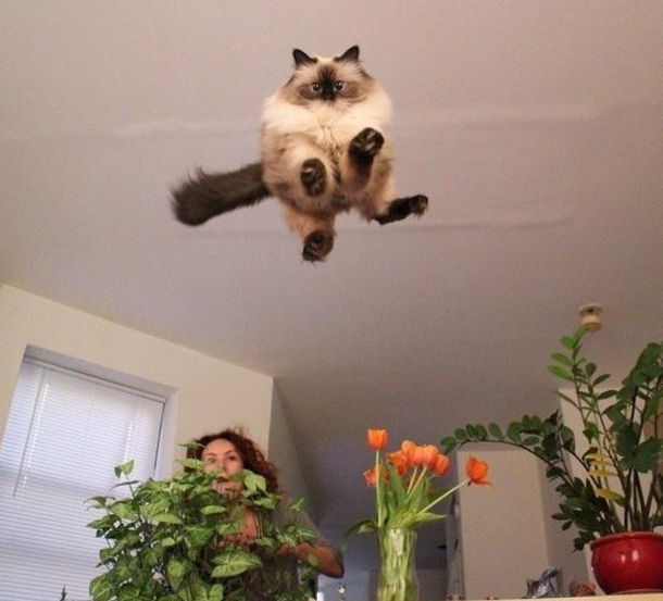 Cannonball