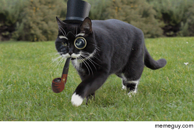  cat