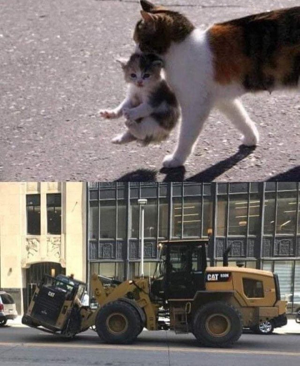 cat