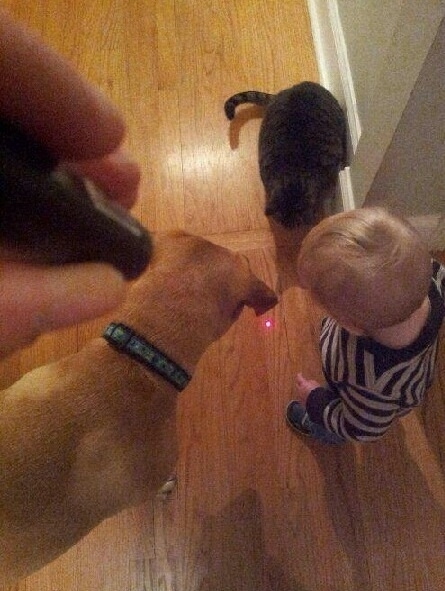 cat  dog a baby and laser pointer