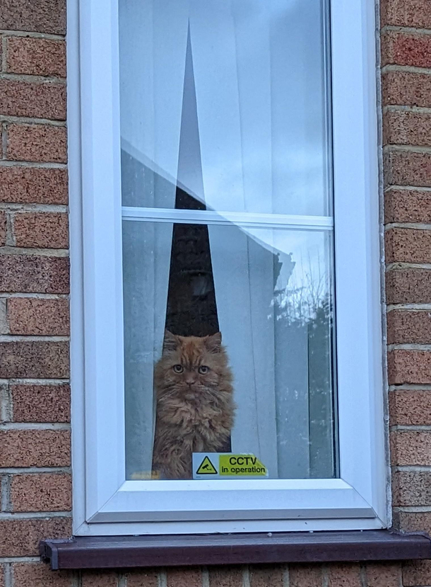 Catcam