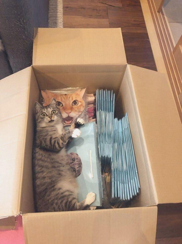 Catception