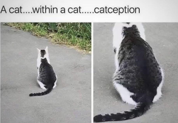 catception