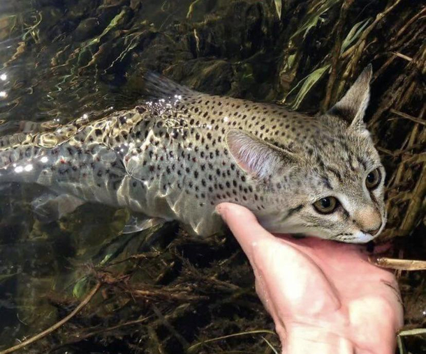 Catfish