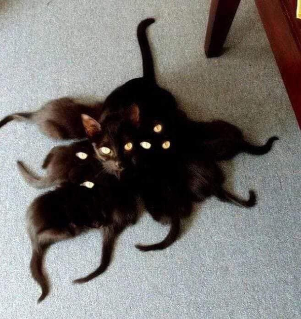 Cathulhu