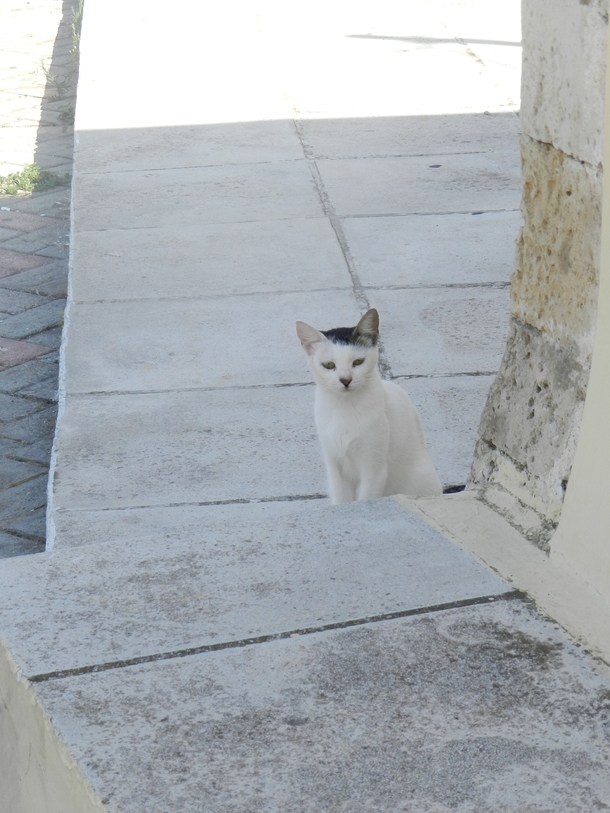 Catler
