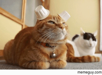Cats