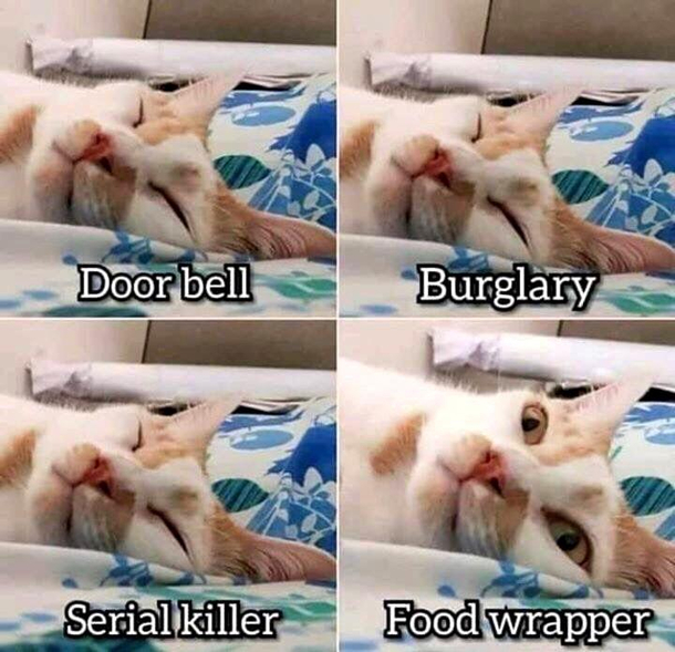 Cats