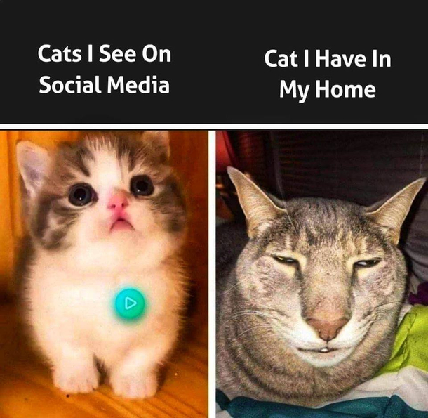 Cats