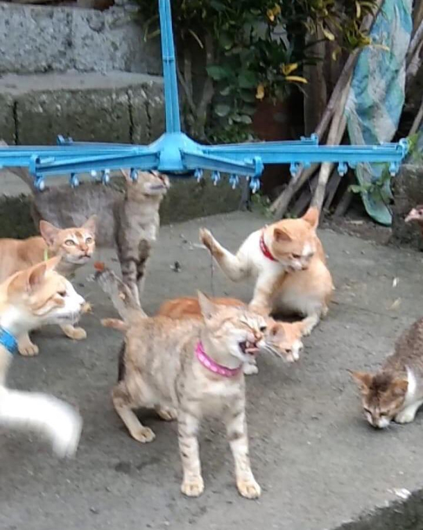 cats