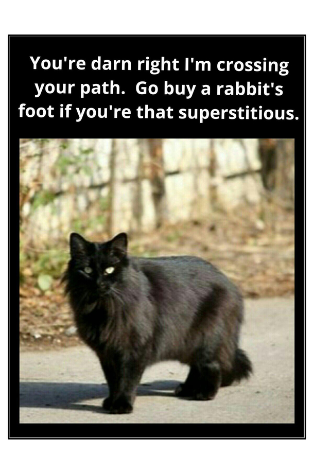 Cattitude
