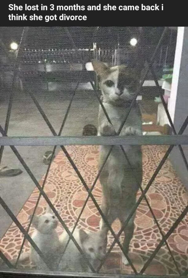 Cattos