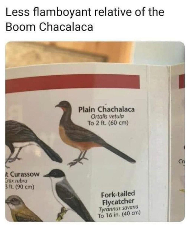 Chacalaca