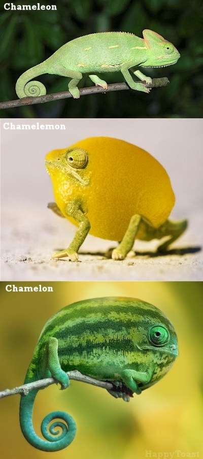 Chameleons