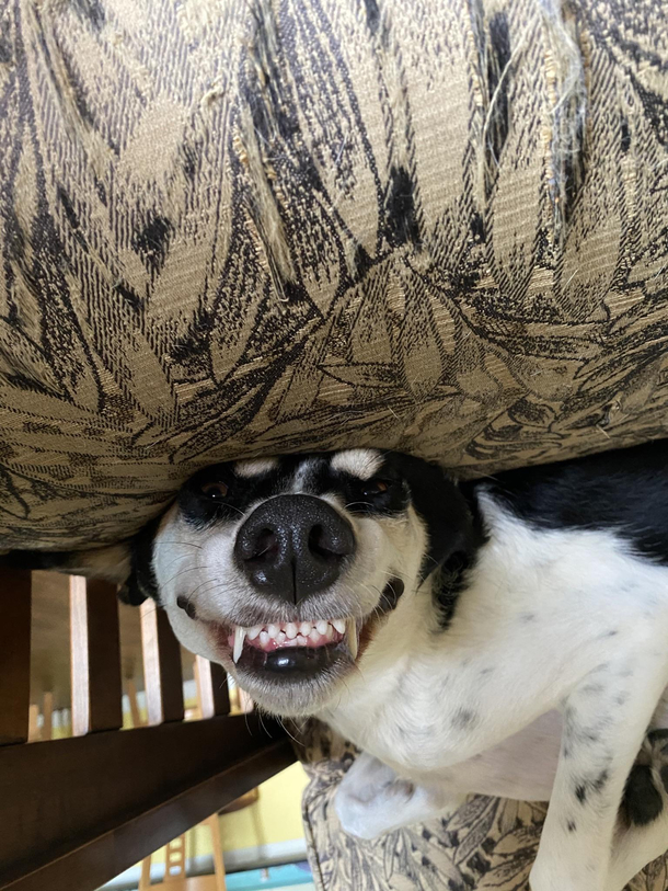 Cheese
