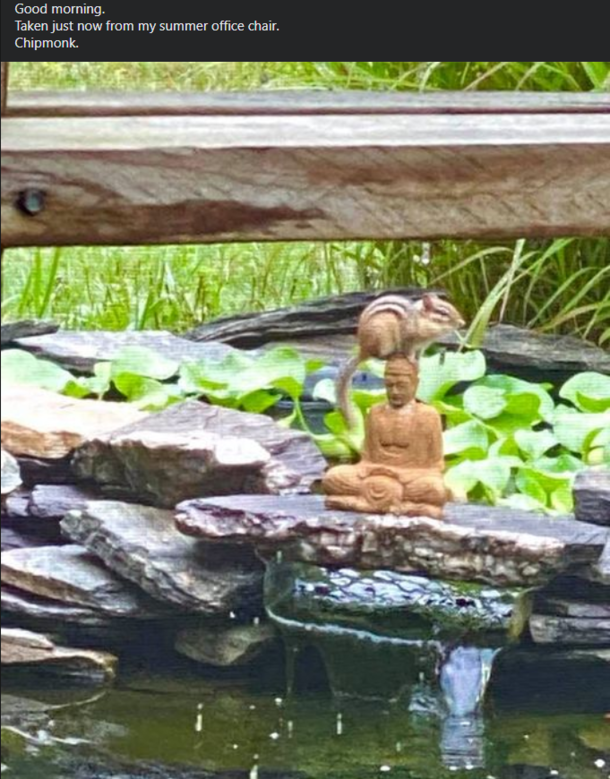 Chipmonk