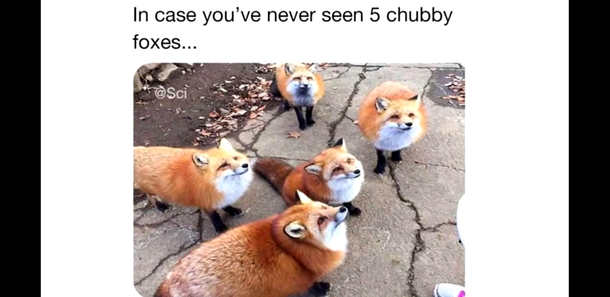  chubby foxes
