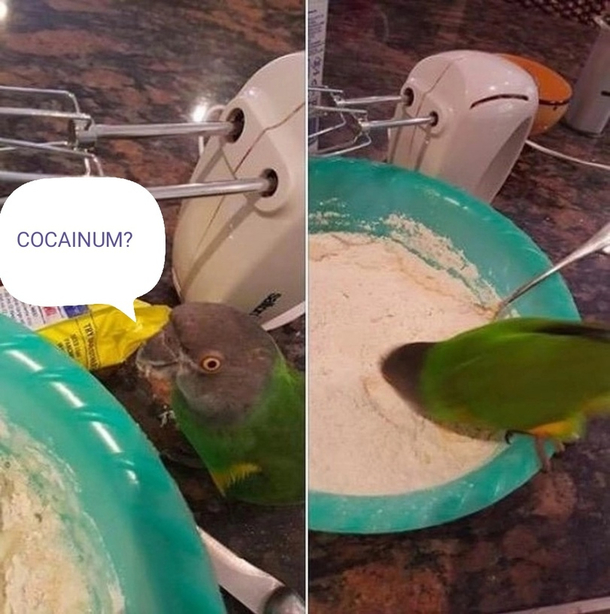Cocainum