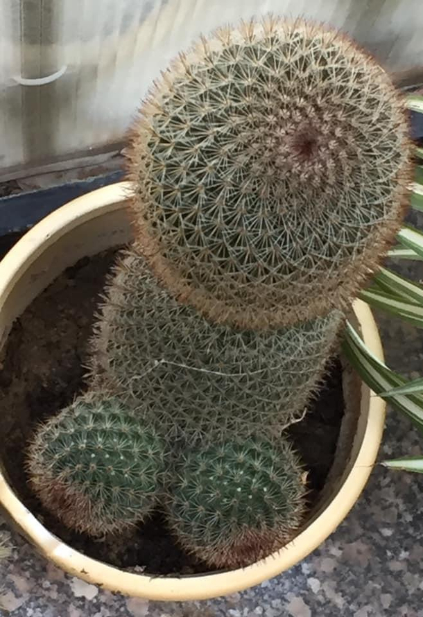 Cocktus