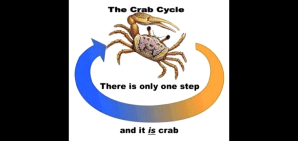Crab