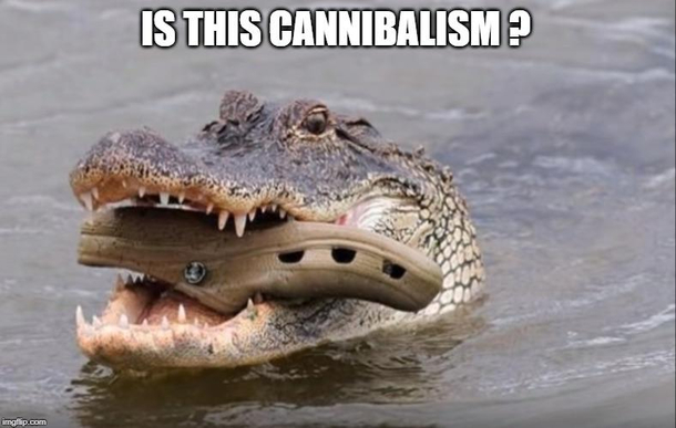 Crociboi