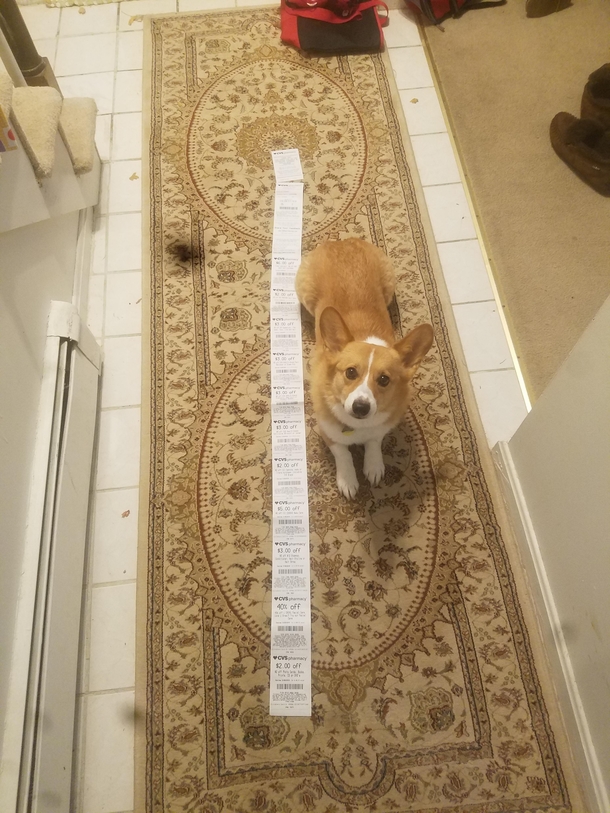  CVS receipt for a flu shot Corgi for scale