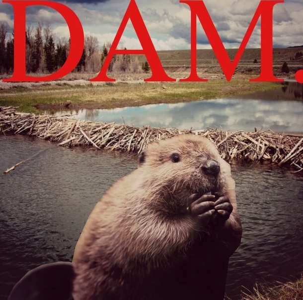 DAM
